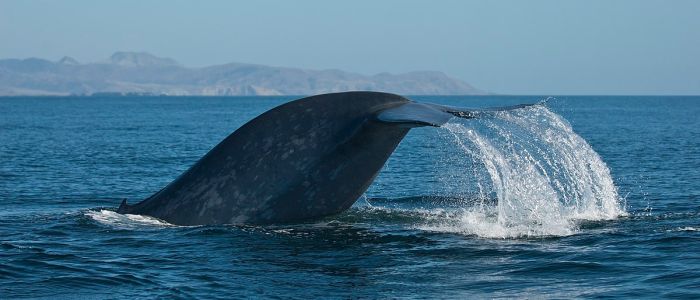 Вчені стривожені мовчанням китів