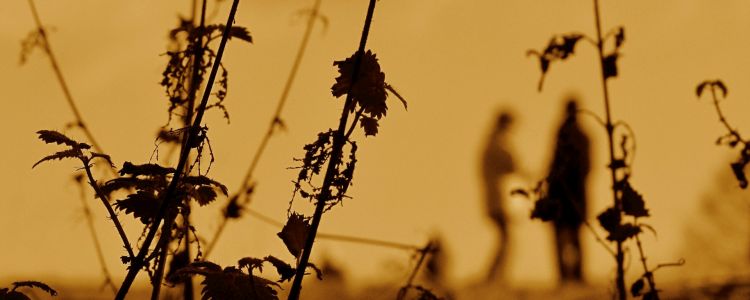 Вчені створюють організми, які не можуть вижити