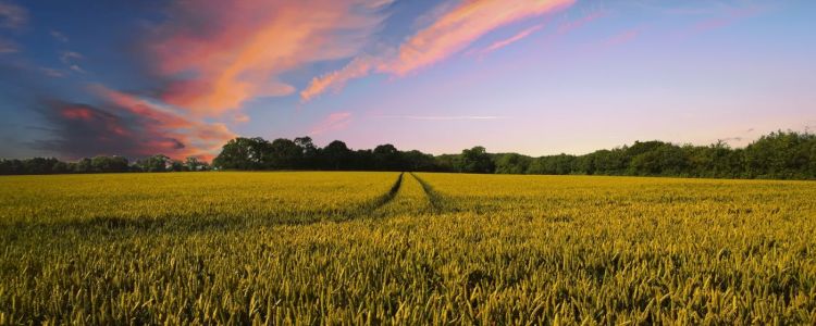 Вчені займаються розробкою уловлювачів вуглецю для боротьби зі зміною клімату