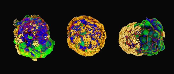 Вчені створили біологічних роботів з людських клітин