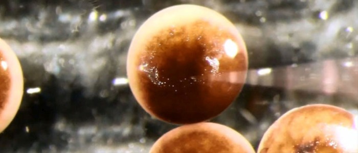 Вчені ствроили «перших живих роботів» зі стовбурових клітин жаби