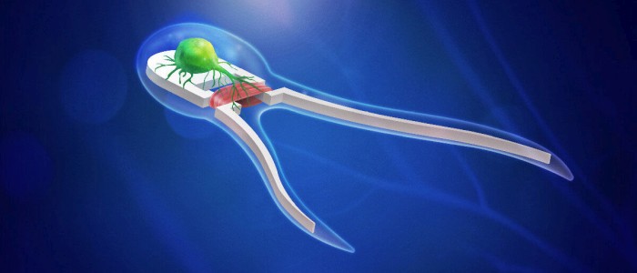 Вчені створили крихітних роботів, що приводяться в дію м'язами і нервами