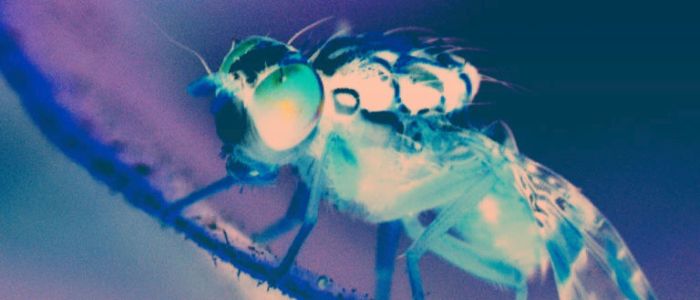 Вчені стверджують, що новий метод може виміряти свідомість