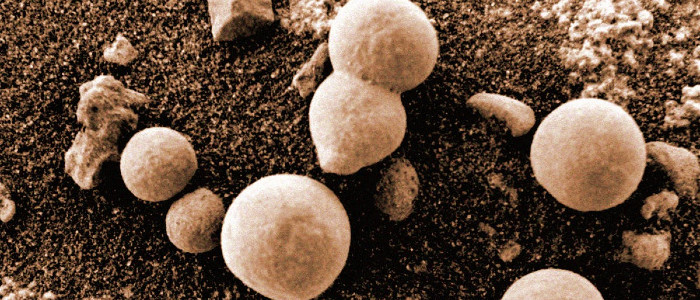 Вчені стверджують, що помітили грибок на фотографіях з марсохода НАСА