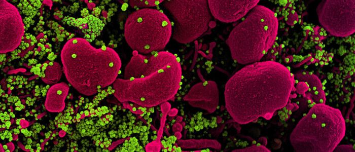 Вчені створили тривимірну карту всієї генетичної структури коронавірусу