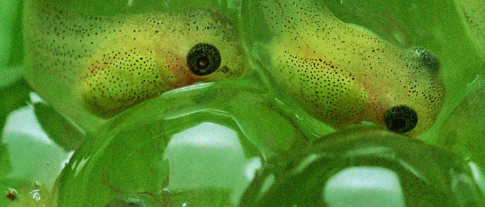 Вчені створили істоту, якій не потрібно дихати