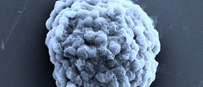 Вчені створюють живі фабрики з виробництва водневого палива