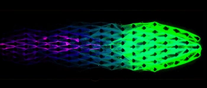 Вчені створили матеріал зі «штучним метаболізмом»