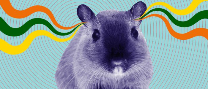 Вчені створюють нові імплантати, які дозволяють піщанкам «чути» світло