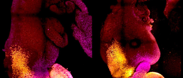 Вчені створили синтетичні ембріони мишей без сперматозоїдів та яйцеклітин