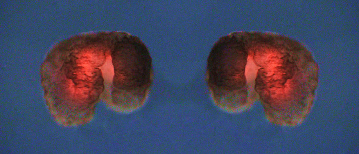 Вчені створили синтетичні організми, що здатні відтворюватися