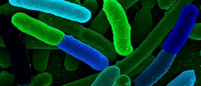 Вчені створили організм із повністю синтетичним геномом