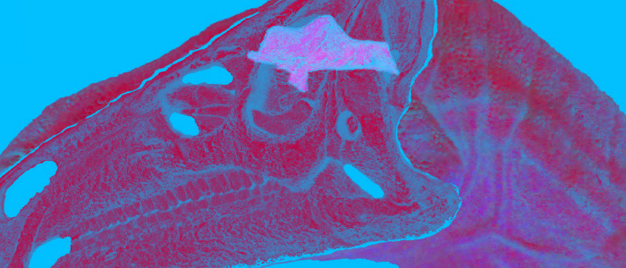 Вчені реконструюють мозок динозавра в цифровому вигляді