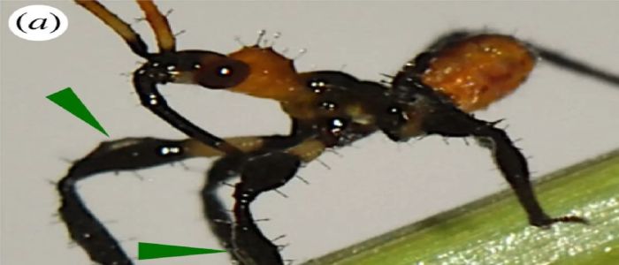 Вчені виявили комаху, яка використовує знаряддя для полювання на здобич