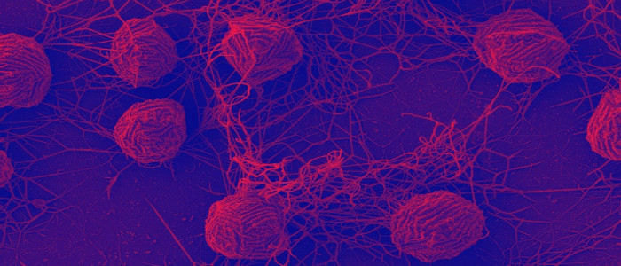 Вчені відкрили надзвичайно довгу ДНК на ім'я «Борг»