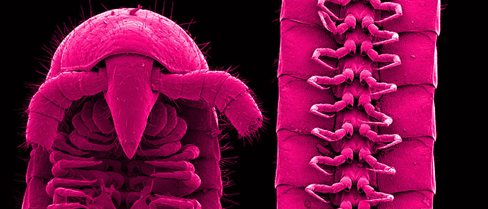 Вчені виявили пекельну тварину з 1300 моторошними ніжками