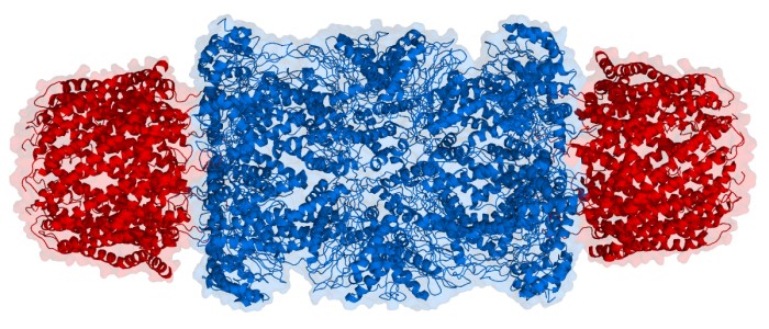 Вчені відкрили нову частину імунної системи