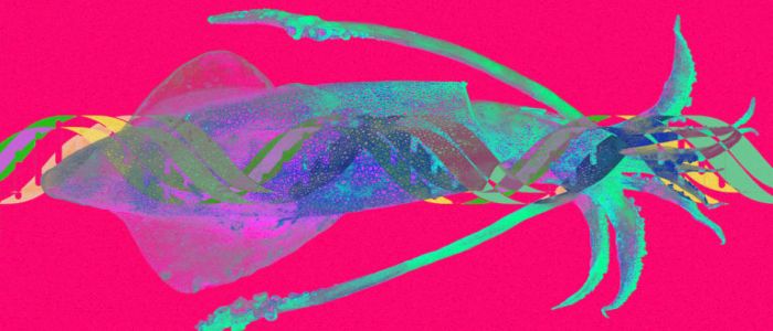 Вчені виявили, що кальмар може редагувати свій власний генетичний код