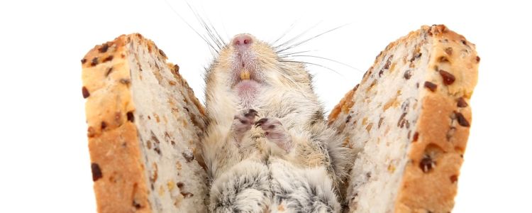 Вчені виявили білок, який може привести до лікування ожиріння