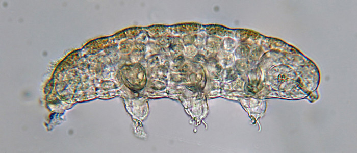 Вчені стверджують, що заплутали цілу тварину у квантовому стані
