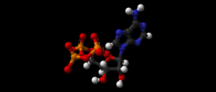 Вчені, можливо, нарешті з'ясували, чому АТФ живить все життя на Землі