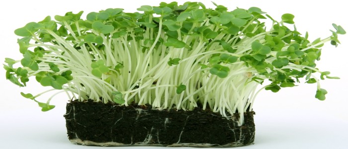 Вчені редагують рослини, щоб ті краще вловлювали вуглець