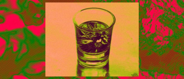 Вчені генетично модифікували бактерії текіли на вироблення канабіноїдів