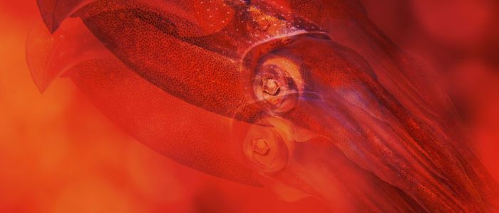 Вчені модифікували клітини людини, щоб ті стали невидимими