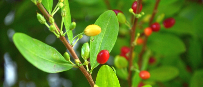 Вчені генетично модифікували випадкову рослину для вирощування кокаїну