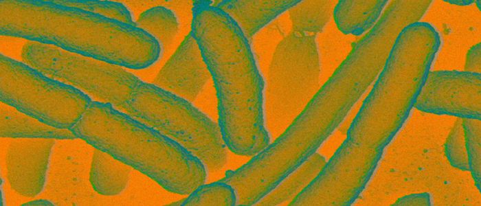 Вчені модифікували бактерії, щоб зробити павучий шовк куленепробивним