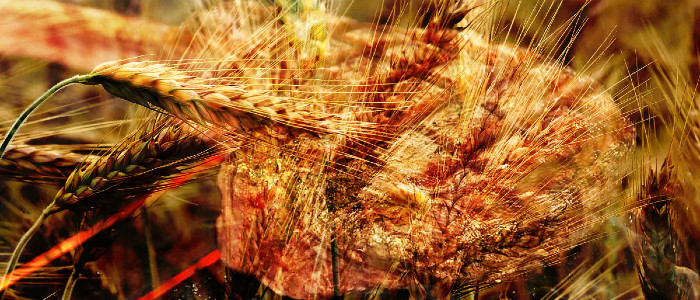 Вчені генетично модифікують рослини, щоб виростити м'ясний білок