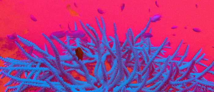 Вчені вирощують корали в лабораторії, в надії врятувати вмирущі рифи