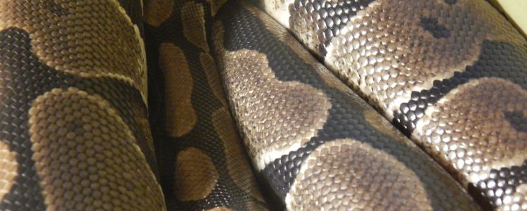 Вчені створили програмовану синтетичну шкіру