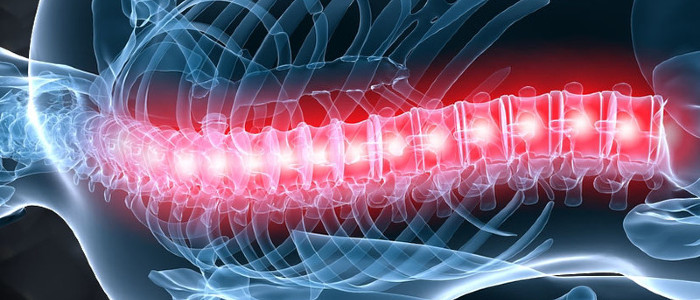 Вчені лікують паралізованих мишей імплантатами спинного мозку
