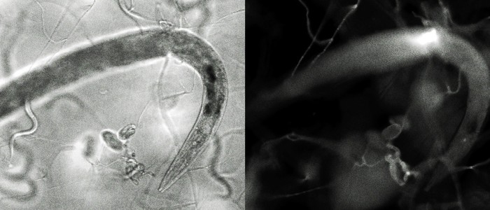 Вчені заінтриговані м'ясоїдним грибом, що пожирає хробаків