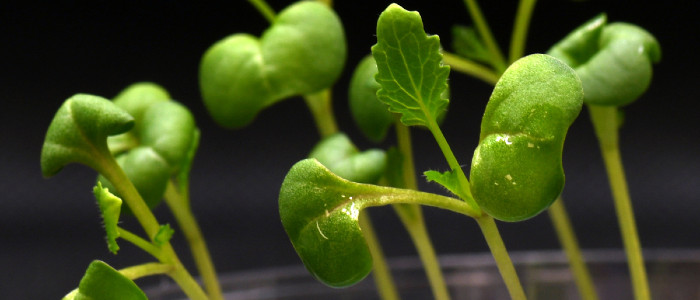 Вчені винайшли спосіб вирощування рослин у повній темряві
