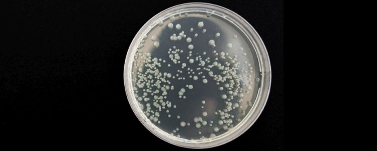 Вчені успішно запрограмували бактерії, використовуючи синтетичні гени