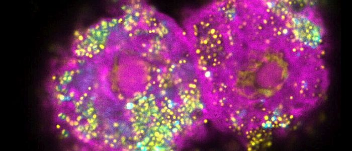 Вчені спостерігали за розвитком бактерій в режимі реального часу