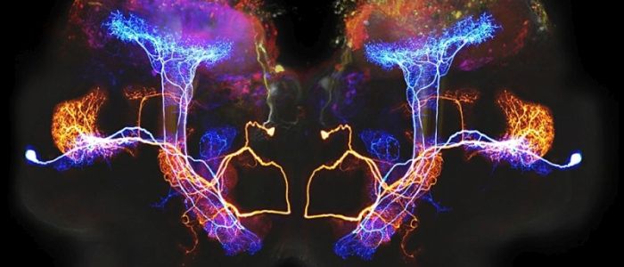 Вчені вчаться декодувати сигнали мозку, щоб боротися  з хронічними захворюваннями