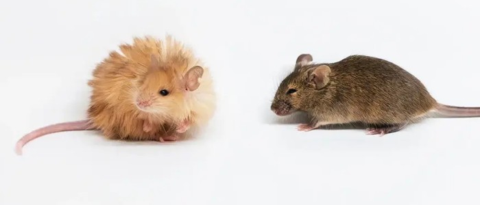 Вчені модифікували гени мишей, щоб надати їм особливості шерстистих мамонтів