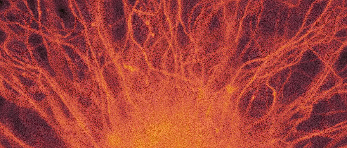 Вчені перепрограмують жирові клітини, щоб лікувати травми