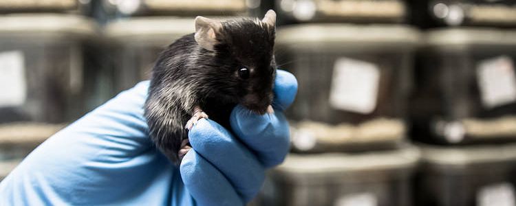 Вчені відвертають хворобу Альцгеймера у мишей