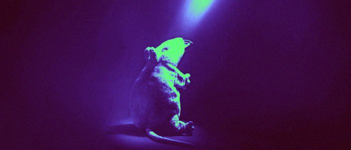 Вчені звернули алкоголізм щурів, стріляючи лазером в їх мізки 