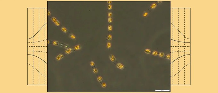 Вчені воскресили клітини стародавніх водоростей