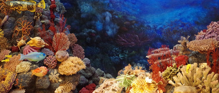 Вчені шоковані відкриттям величезного здорового коралу