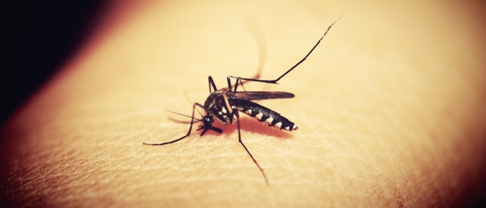 Вчені змусили грибок виробляти павучий токсин, що вбиває комарів