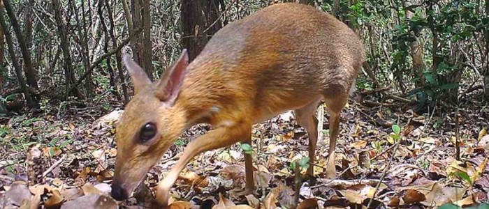 Протягом 30 років вчені думали, що ця істота вимерла
