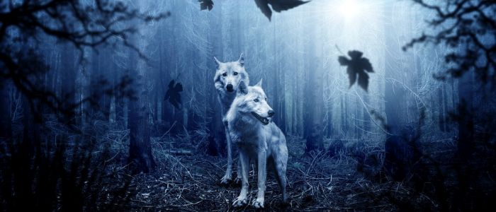 Вчені вперше вистежили вовка, що залишив Чорнобильську зону