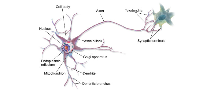 Вчені пересадили клітини людського мозку в мозок живого щура