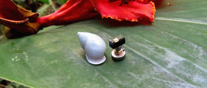 Вчені перетворили равликів на крихітних кіборгів